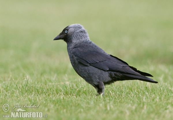 Corvus monedula