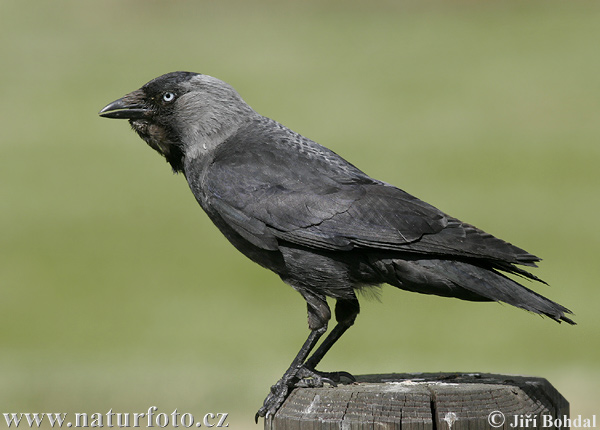 Corvus monedula