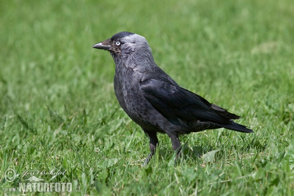 Corvus monedula