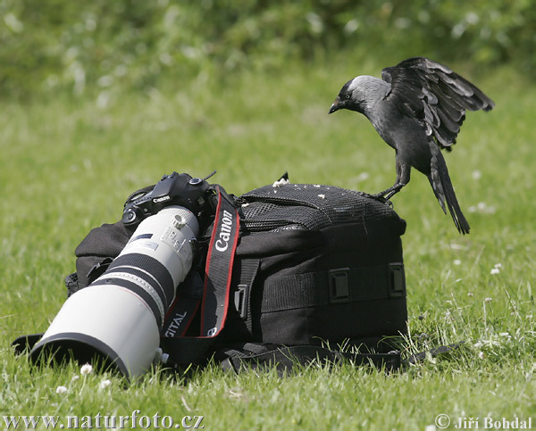 Corvus monedula