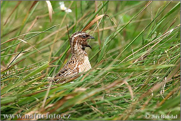 Coturnix coturnix