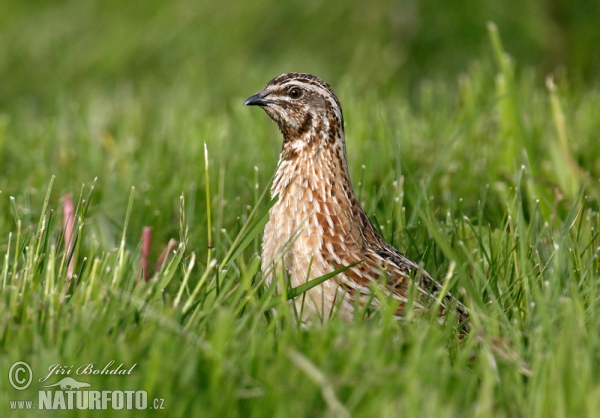 Coturnix coturnix