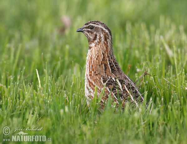 Coturnix coturnix