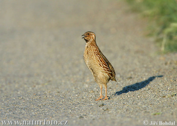 Coturnix coturnix