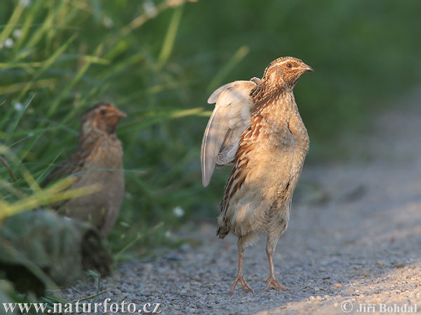 Coturnix coturnix