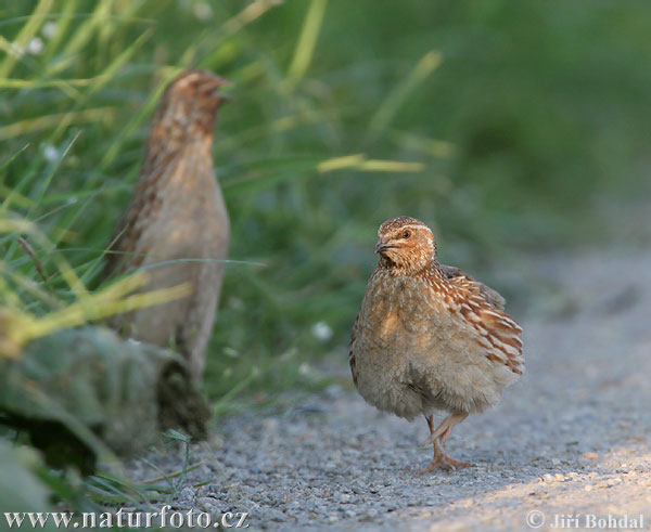 Coturnix coturnix
