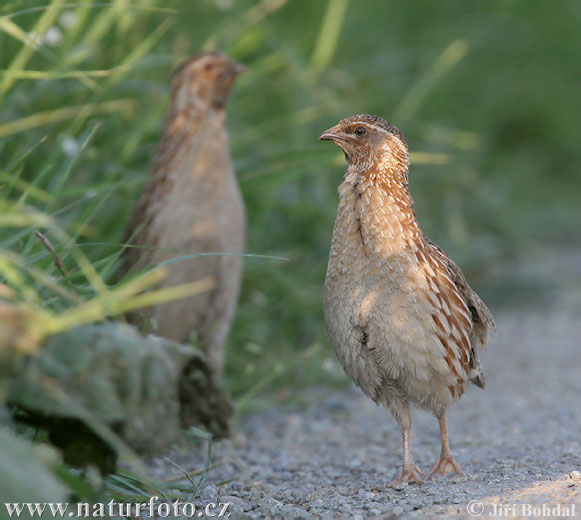 Coturnix coturnix