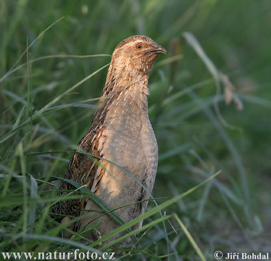 Coturnix coturnix