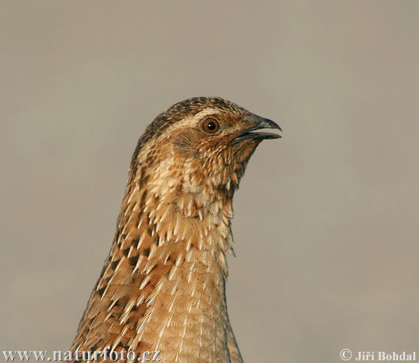 Coturnix coturnix