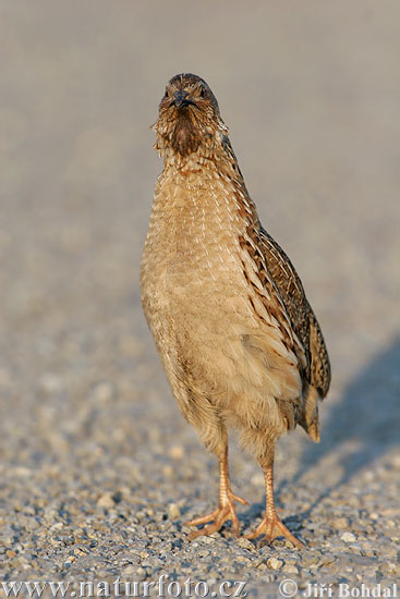 Coturnix coturnix