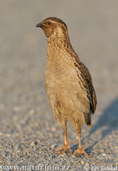 Coturnix coturnix