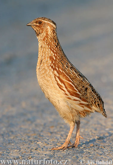 Coturnix coturnix