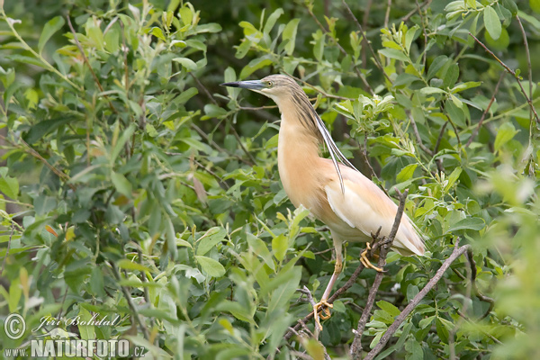 Crabier chevelu