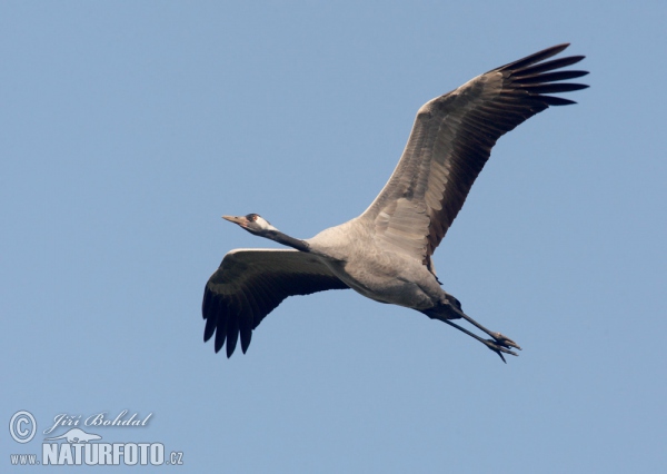 Crane (Grus grus)