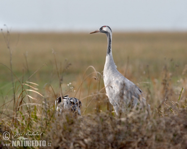 Crane (Grus grus)