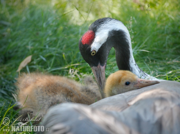 Crane (Grus grus)