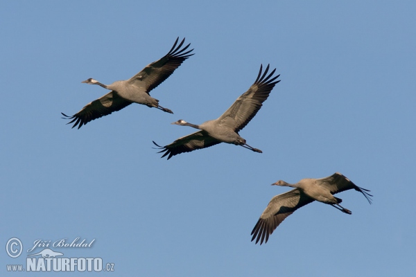 Crane (Grus grus)