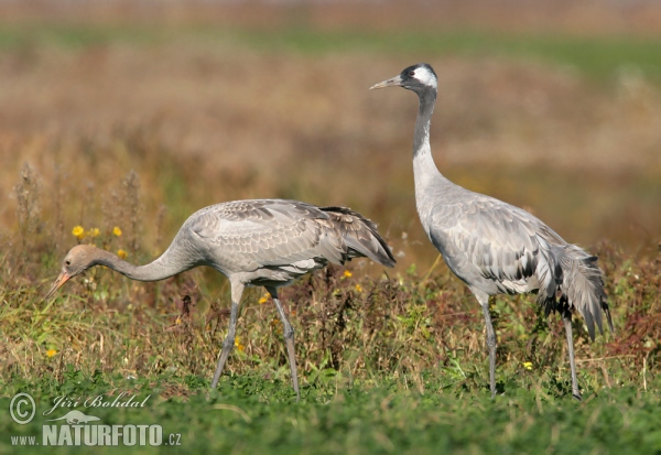 Crane (Grus grus)