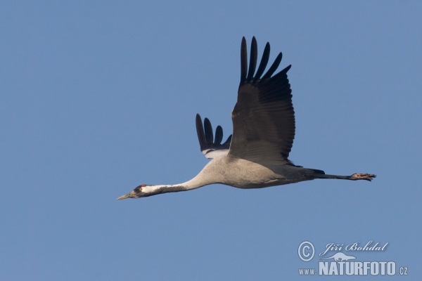 Crane (Grus grus)