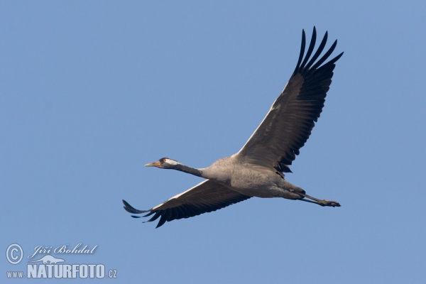 Crane (Grus grus)