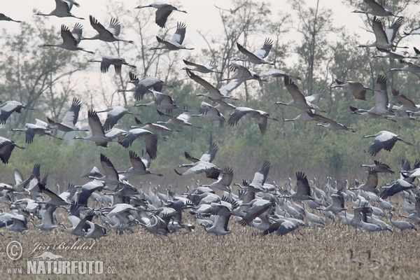 Crane (Grus grus)