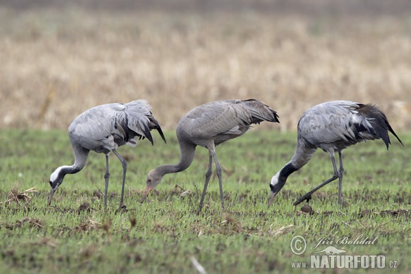 Crane (Grus grus)