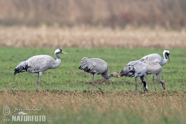 Crane (Grus grus)