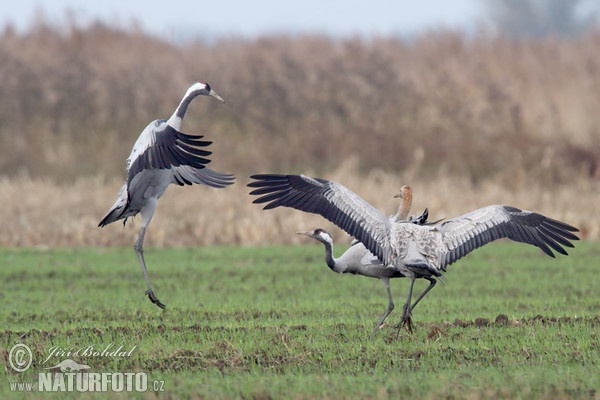 Crane (Grus grus)