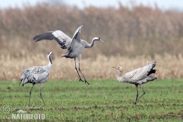 Crane (Grus grus)