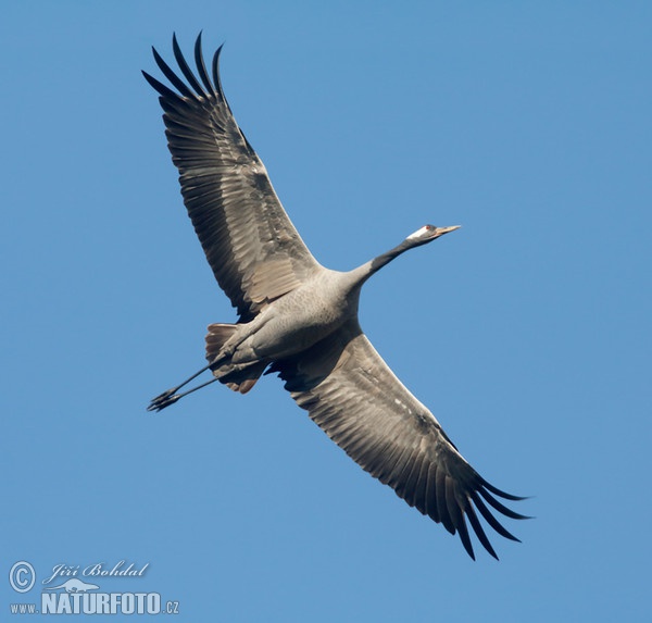 Crane (Grus grus)