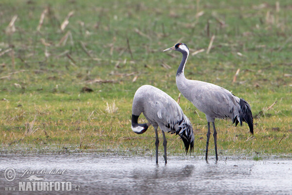 Crane (Grus grus)