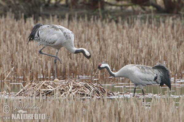 Crane (Grus grus)