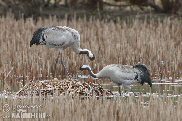 Crane (Grus grus)