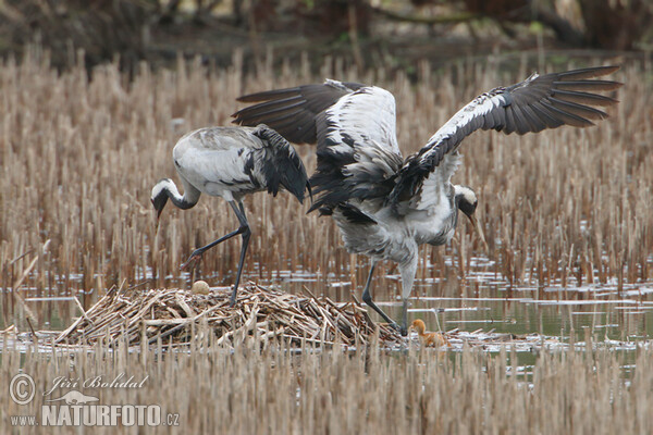 Crane (Grus grus)