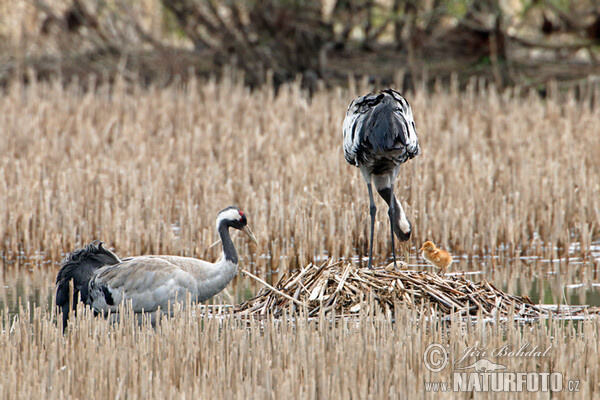 Crane (Grus grus)