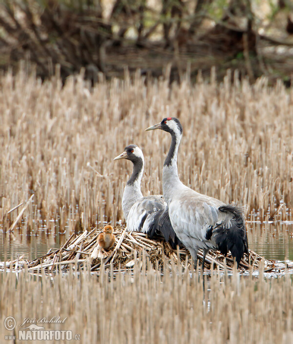 Crane (Grus grus)