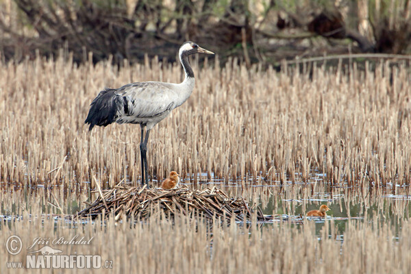 Crane (Grus grus)