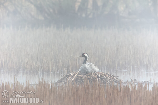 Crane (Grus grus)