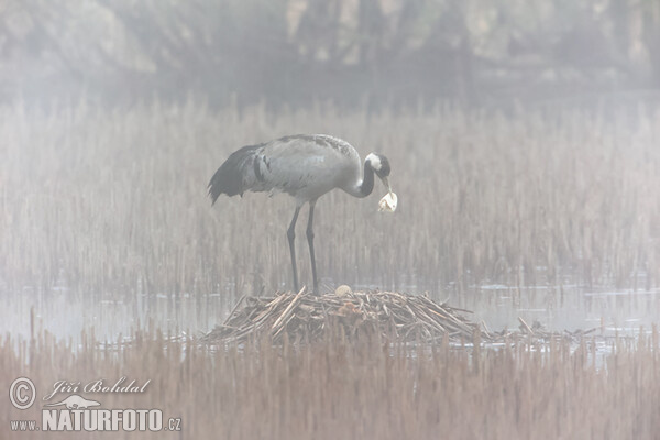 Crane (Grus grus)