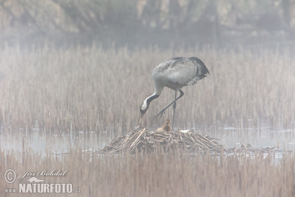 Crane (Grus grus)