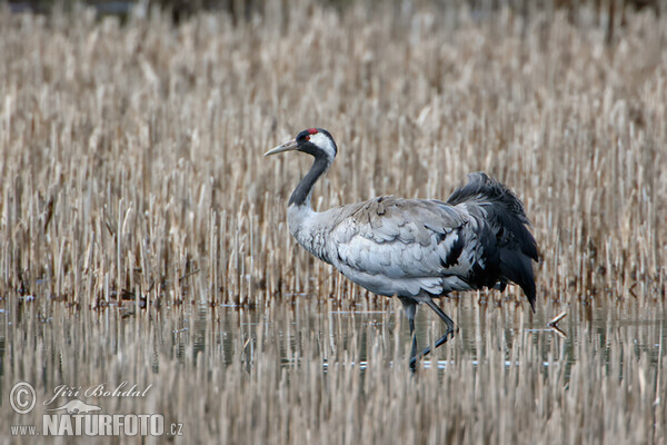 Crane (Grus grus)