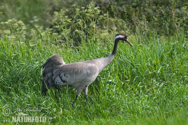 Crane (Grus grus)