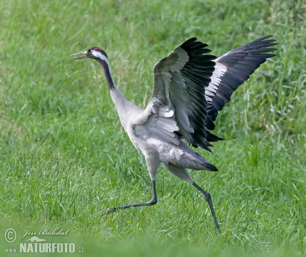 Crane (Grus grus)