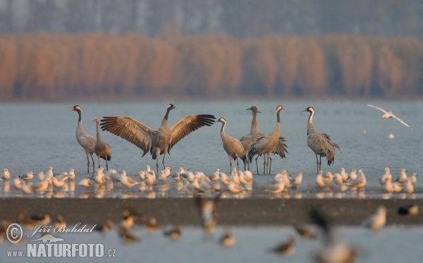 Crane (Grus grus)