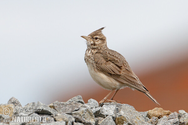 Crested Lark (Galerida cristata)