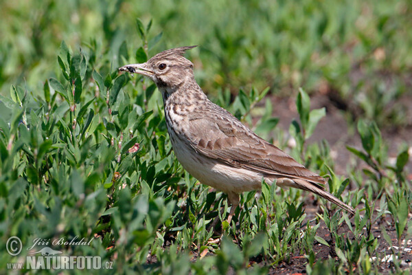 Crested Lark (Galerida cristata)