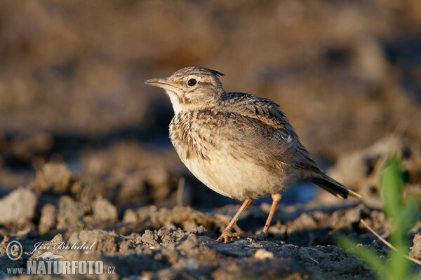 Crested Lark (Galerida cristata)