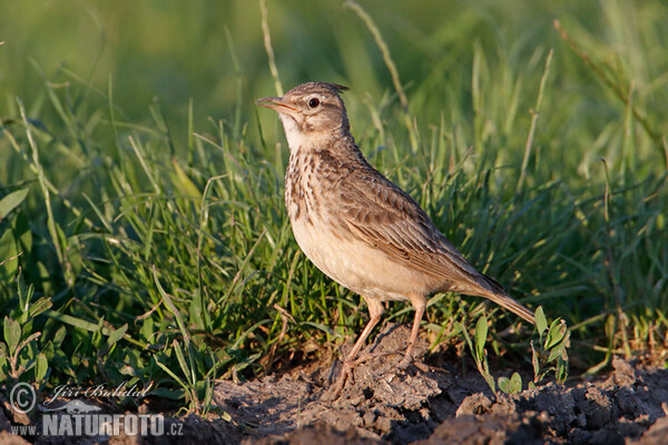 Crested Lark (Galerida cristata)