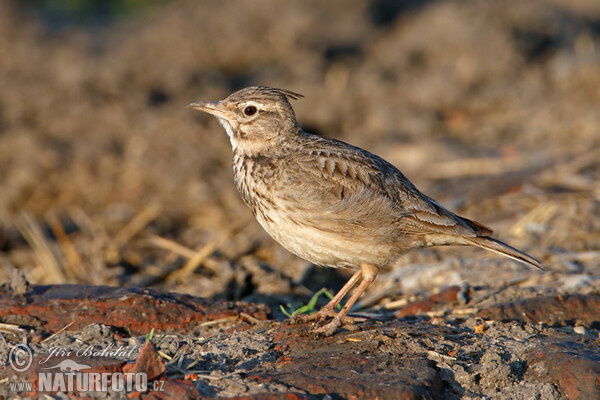 Crested Lark (Galerida cristata)