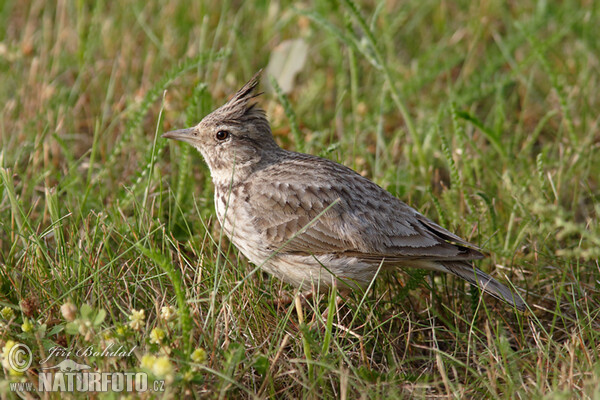 Crested Lark (Galerida cristata)